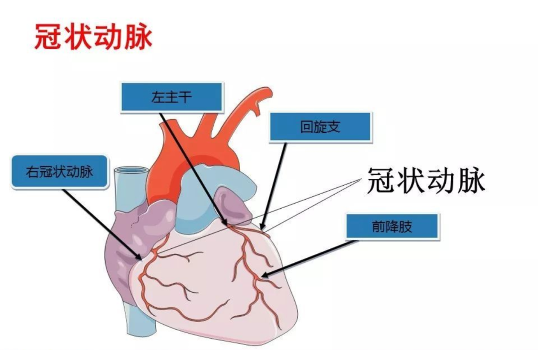 心臟血管會“抽筋”？認識一下冠脈痙攣！